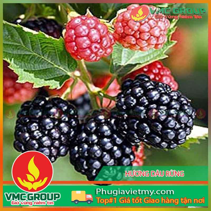 huong dau rung Forest Fruits Flavour huong dau rung Forest Fruits Flavour