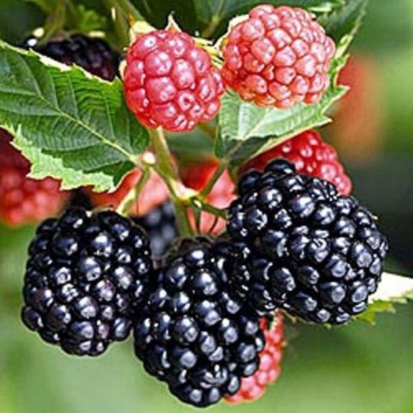 huong dau rung huong trai cay nhiet doi Forest Fruits Flavour