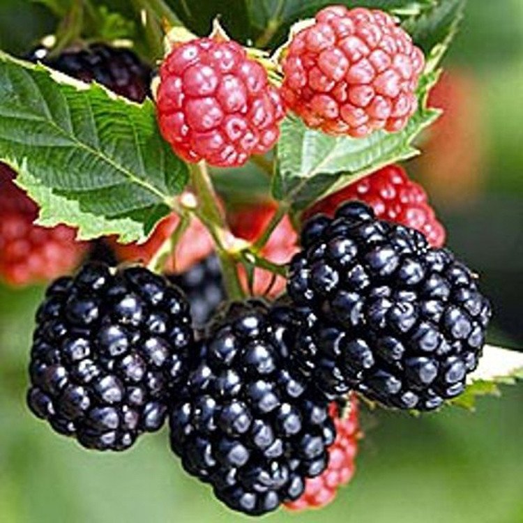 huong dau rung huong trai cay nhiet doi Forest Fruits Flavour huong dau rung huong trai cay nhiet doi Forest Fruits Flavour